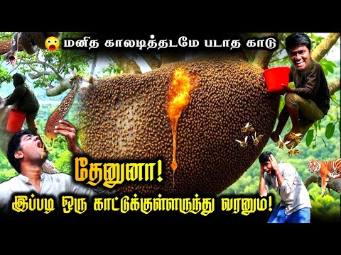 இதுபோல தேன் எடுத்து பார்த்திருக்கமாட்டீங்க! Raw Honey from the Forest | Nature's Shadow