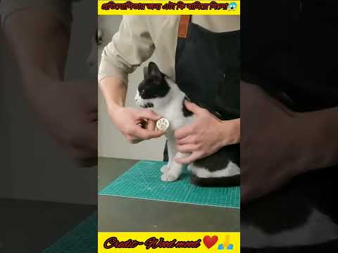 প্রতিযোগিতায়  নামানোর আগে সে তার বিড়ালের জন্য যা বানালো 😱❤#cat #amazingfacts #youtubeshorts #viral