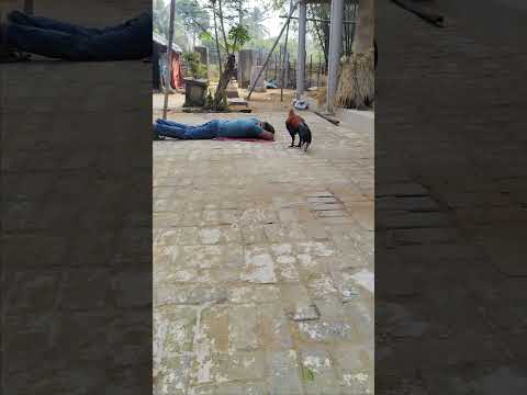 Kana heigala sambalpuri#shorts//indrajitgiri