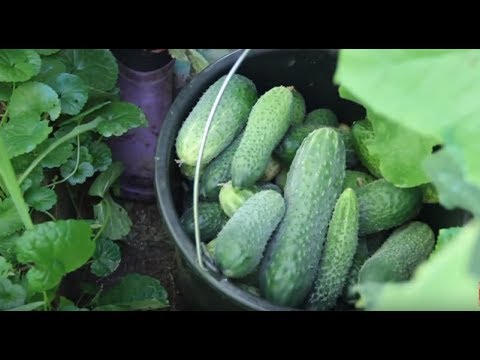 ОГУРЦЫ НЕ ЗАКАНЧИВАЮТСЯ СОБИРАЮ ВЕДРАМИ И ТАК ДО ЗИМЫ В ЧЕМ СЕКРЕТ.