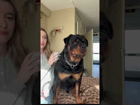“That’s a weird brush” 🤣 #dogs #rottweiler #puppy #funny #pets