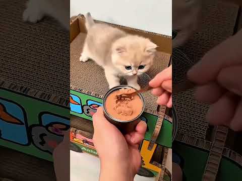 Умный котёнок перехитрил все попытки дать ему лекарство 😲🐾#short