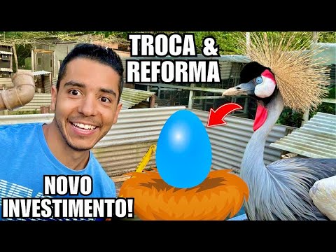 Trocando ovo do Grou Coroado pra Chocar | Compra Material & Reforma Lago dos Gansos  | Aves Recriar