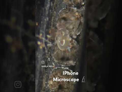 IPhone Microscope 🔬#2024#ipl #iphone#instagram #microscope#tiktok#youtube #ytshort#youtubeshorts