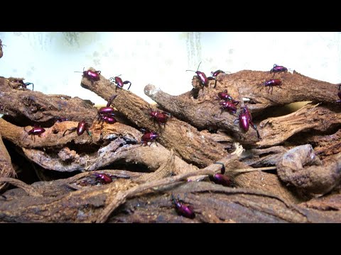 謎の「こぶ」を放置したら大量の害虫が発生した