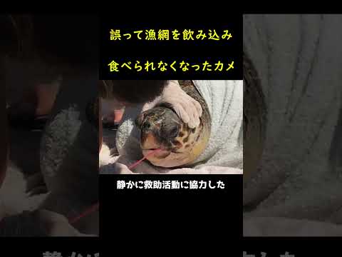 漁網を飲み込むウミガメ❗❗?