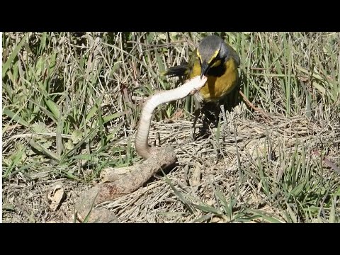 Tiny Bird Pecks Massive Snake's Eyes