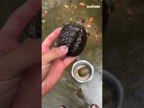 बारिश के बाद कछुए टैंक से भाग गए! पकड़ने में हालत खराब हो गई🐢😅