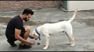 LIVE PET SHOP JAMMU TRAINING VIDEO 9796675504