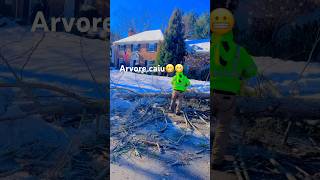 Arvore deixa cliente sem poder sair de casa 😬