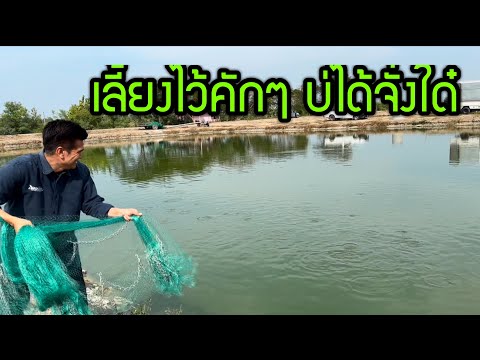 บ่อเลี้ยงปลาดุกเสี่ยสำเนียง ปอยฝ้าย มาลัยพร บ่อเลี้ยงปลาดุกเสี่ยสำเนียง