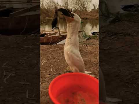 Surah Al-Ikhlas - 1-4 Read #viralvideo #birds #quranrecitation #animals #islamicrecitation