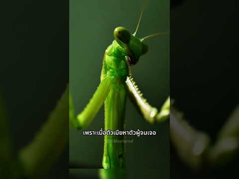 3 สัตว์ที่มีชีวิตรักสุดดาร์ก