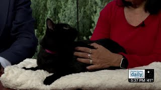 Furever Friends: Spoons