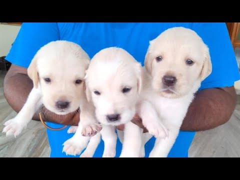 Lab Puppies For Sale Eastern Shore Maryland 01 2022