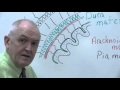 Brain and Spinal Cord Protection
