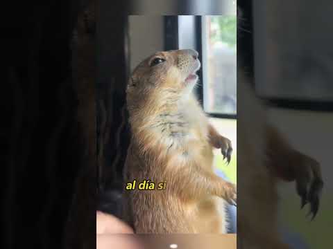 She Went to Adopt a Kitten—But a Groundhog Chose Her Instead”#animals#Friendship #Us