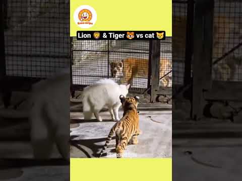 இந்த காலத்துல நேர்மையா இருக்க வே முடியாது 😮‍💨 #funny #shorts #comedy