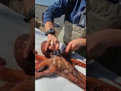 Cooking a Monster Octopus Over Fire ๐ฅ