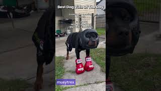 These dog videos are why i got out of bed today 😍