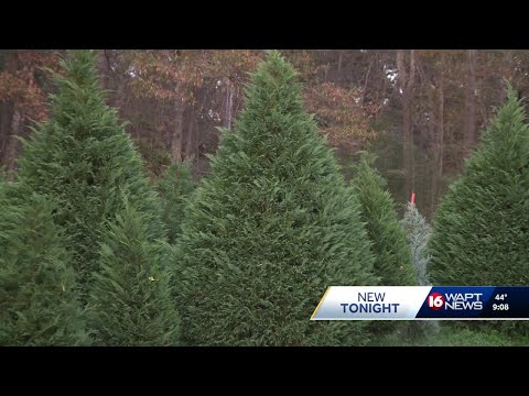 YouTube video thumbnail: Kazery Farms in Mississippi Offers Fresh Christmas Trees for the Holiday Season
