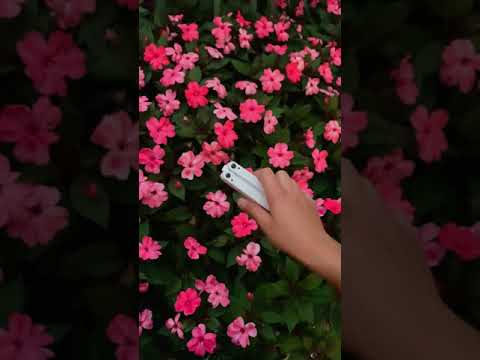 c o l o r ? ? ? | balisong edit