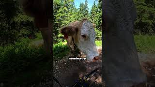 Cow Stops Mountain Biker 🎬 Jason Reiter #Shorts #MTB