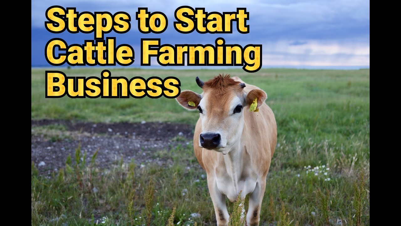 How to Start a Cattle Business: A Comprehensive Guide 2024