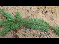 Identifying California Plant Features