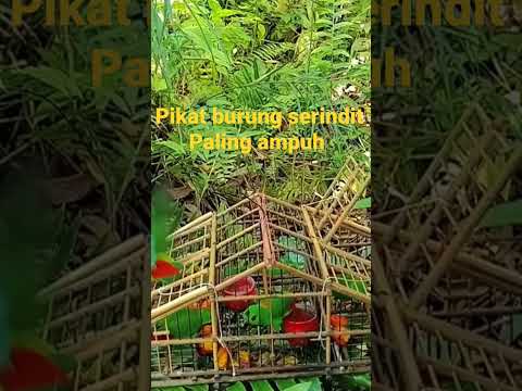 Pikat burung serindit poin 100 sukses