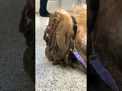 This is an amazing transformation! #dog #animals #transformation #viral #cute