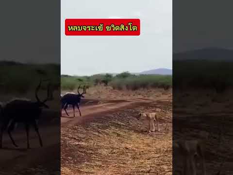 #สัตว์โลกน่ารัก #สัตว์ #สัตว์เลี้ยง #แมว #สิงโต #แมวกวนๆ #แมวจร ##เอาชีงิตรอดในป่า #ตัวอะไร