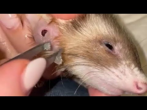 Removing A Massive Cuterebra Inside Ferret's Neck