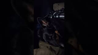 bear dog and me