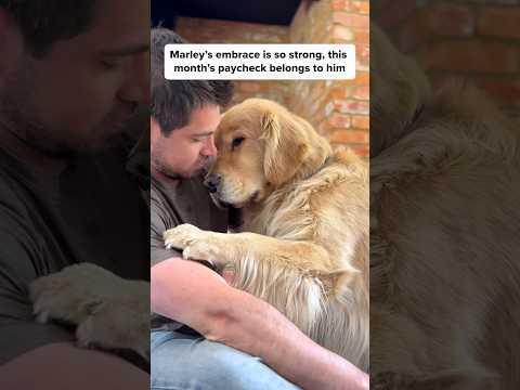 He deserves it all😍We can save for a house next month...🥹 #goldenretriever #mansbestfriend