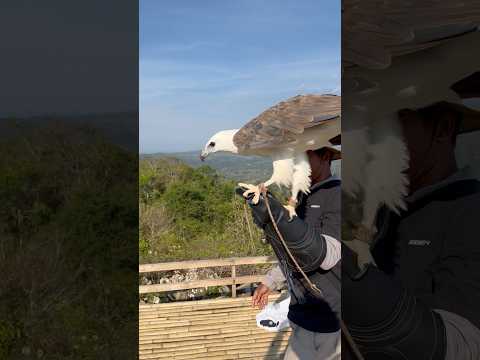 white-breasted sea eagle in training #viral #trending #animals #wildliferescue