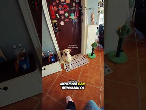 Ketika Tiba Waktu Mandi #shorts #shortvideo #shortsvideo #dog #dogs #dogshorts