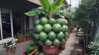 Grafting Banana with Watermelon - Amazing Fruit Combo! 🍌🍉