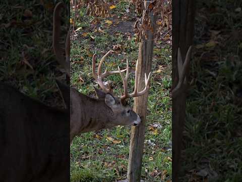 Buck At The Rub Post, Cool Deer Behavior #deer #hunting #shorts