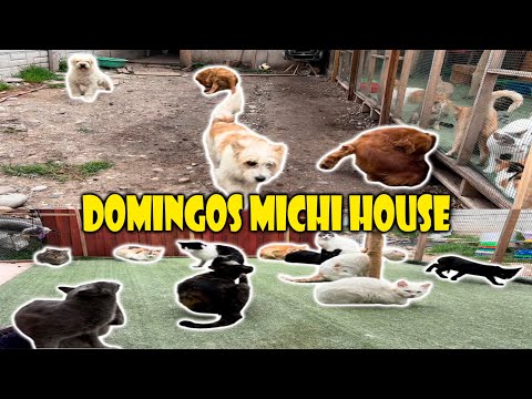 Domingos MICHI HOUSE