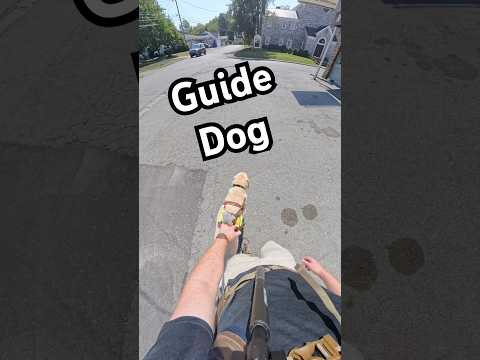 What Does My Guide Dog Do When The Side Walk Disappears?! #guidedog #dog #dogs