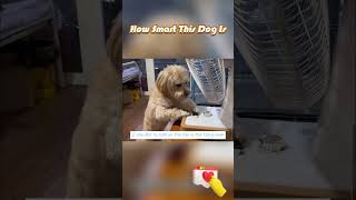 🐕👍How Smart This Dog Is🤗🤗