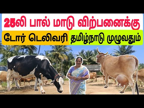 தமிழ்நாட்டில் யாரும் தர முடியாத குறைந்த விலையில் / பால் மாடு விற்பனைக்கு #மாடு #பசுமாடு #cow #hfcow