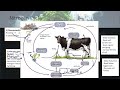 Nitrogen Cycle Processes and Functions