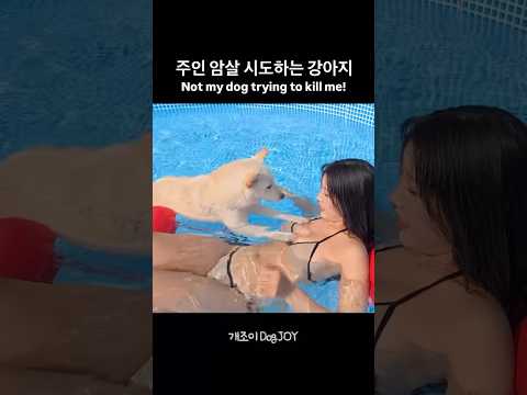 지 혼자 살겠다는 강아지 l 웃긴 진돗개