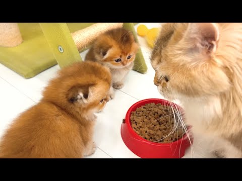 Mama cat showed the kittens how to eat the food and immediately regretted!