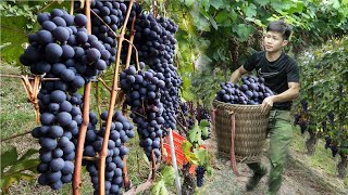 Harvest Purple Grapes To Sell At Market, Make Money To Build A New House. Live with Nature