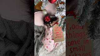 The perfect Christmas gift 🎁🤭 #pomeranian #dog