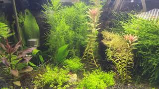 Flug durchs Aquarium Hemianthus callitrichoides cuba