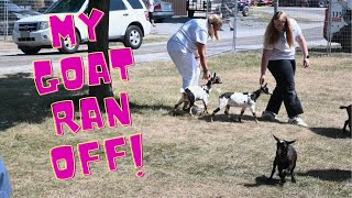 My FIRST  Ever GOAT Show! It Was A DISASTER !